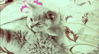 cat-facepalm