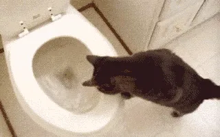 cat-watching-toilet-flush-shocked
