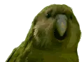 parrot