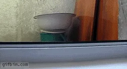 cat-stare