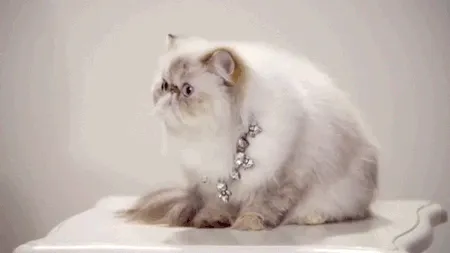 double-take-cat