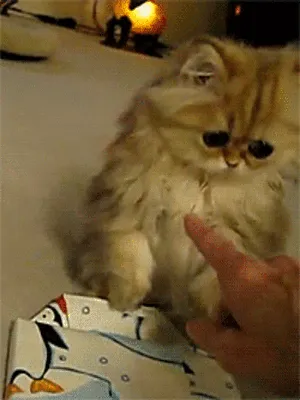 sad-kitty