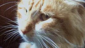 meow