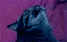 party-hard-cat