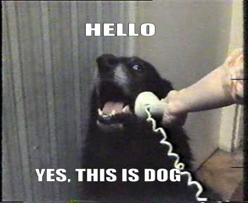 hello-dog