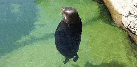 sealion