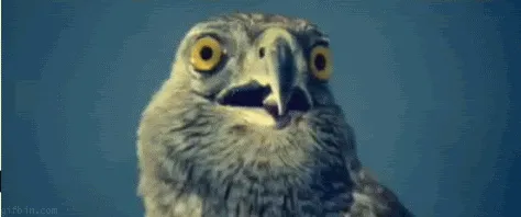 eagle-stare