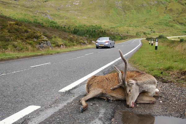 road kill