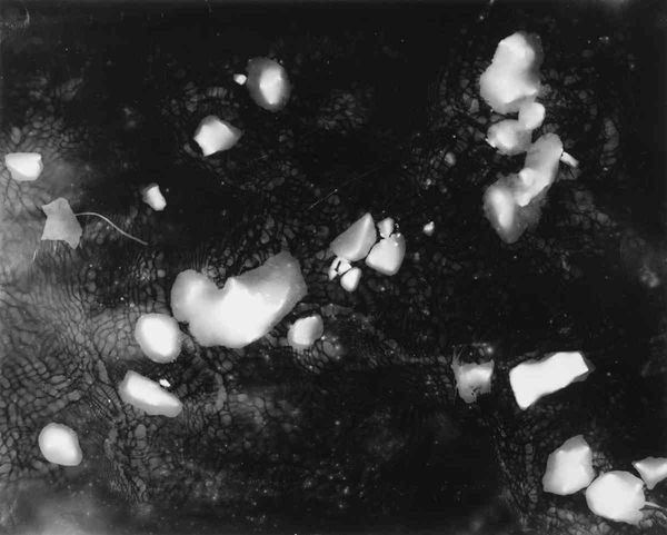 Photograms