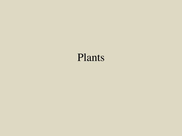 Y13 PI - Plants