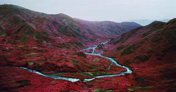Richard Mosse