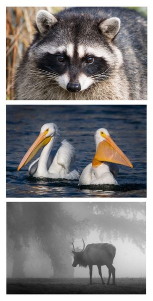Notecards Wildlife Victor Kikel