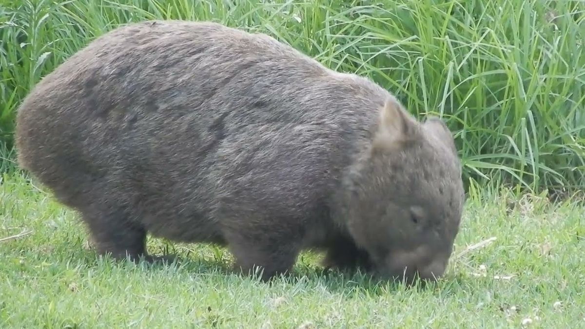 A wombat grazes on grass