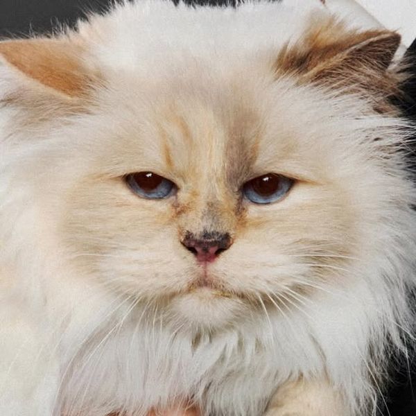 My Pet Agency Instagram