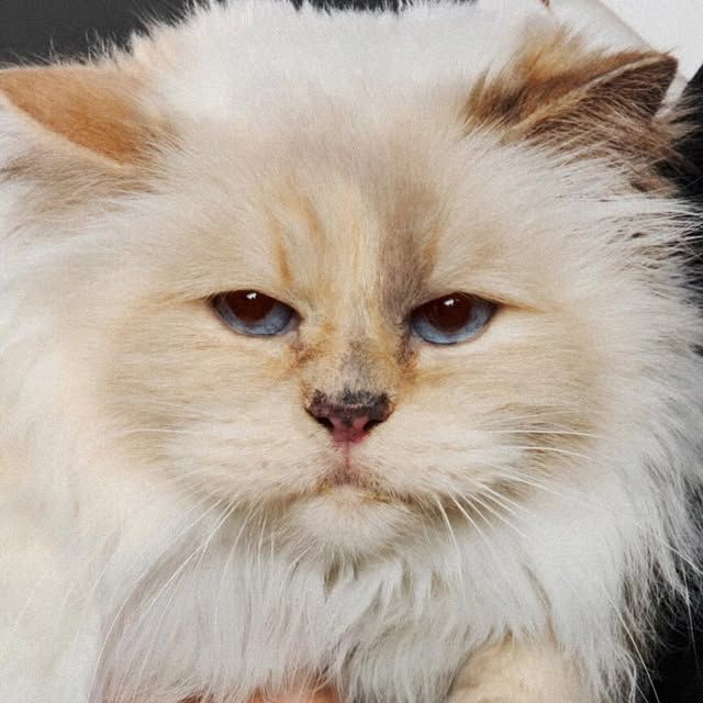 My Pet Agency Instagram