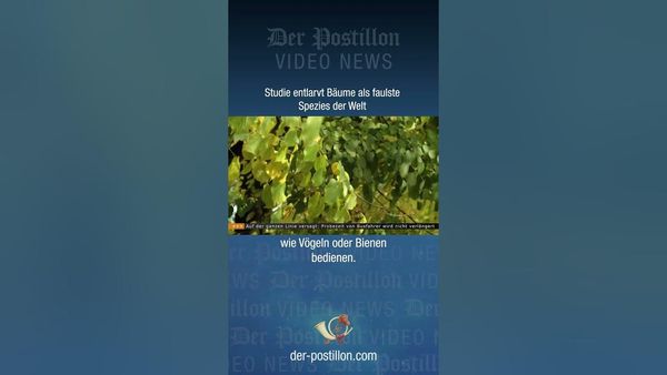 Studie entlarvt Bäume als faulste Spezies der Welt - YouTube