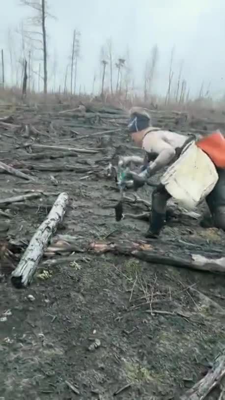 1 a reforestation session in British Columbia takes place after wildfires. Lesl