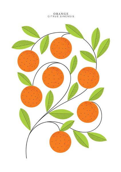 Oranges - Sarah Abbott