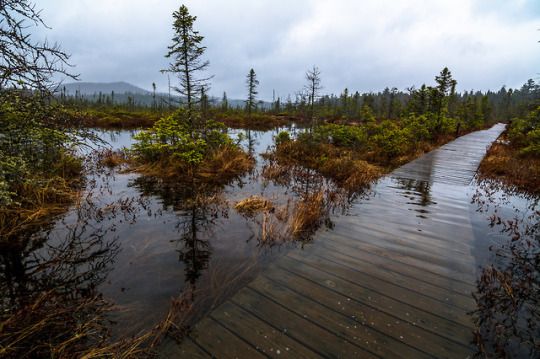 tumblr_p8daclg6MZ1r4u4hbo1_1280