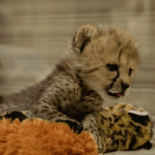 tumblr_ozj218la5c1qfthy3o3_r1_540