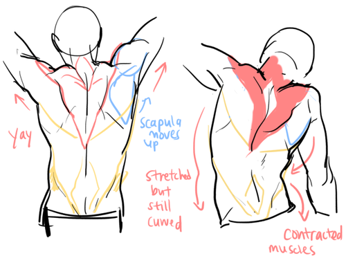 Back Muscles