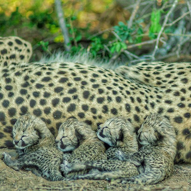 Nat Geo WILD on Instagram: “I hope this photo brings you as much joy as it has been for me as I h…