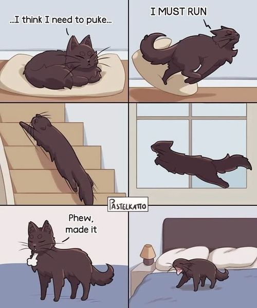 #funny from In this blog we support cat supremacy