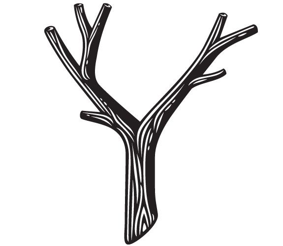 Y-4
