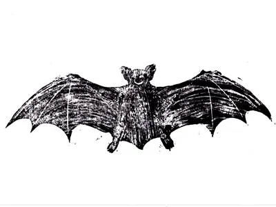 bat-scan-00