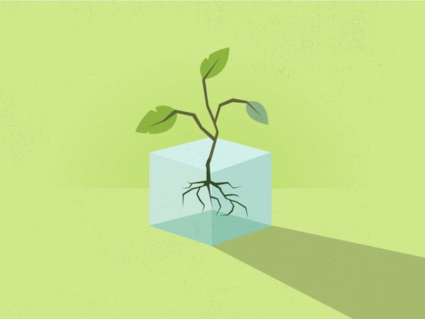 seedling-dribbble