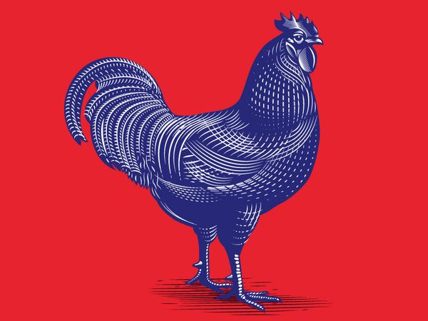 rooster