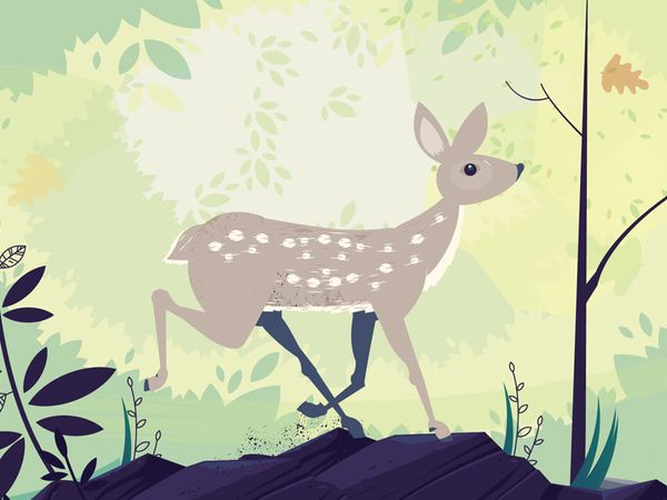 fawn