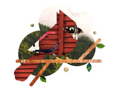cardinal-collage2
