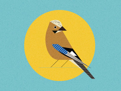 eurasian_jay
