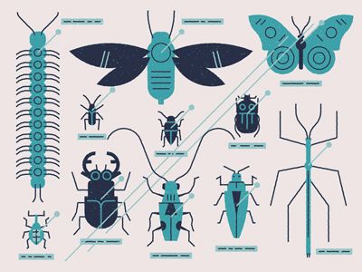 insects