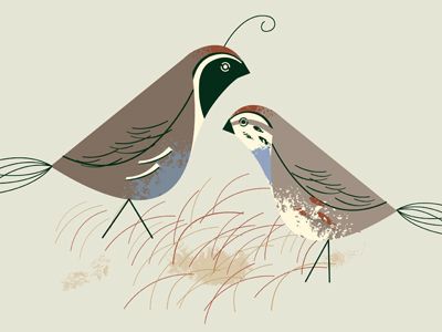 quail
