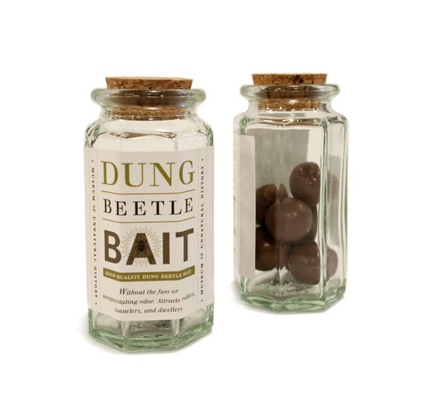 dung_beetle