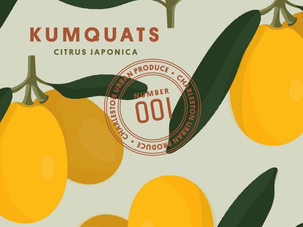 kumquats