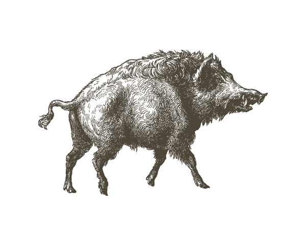 wild_hog_vector