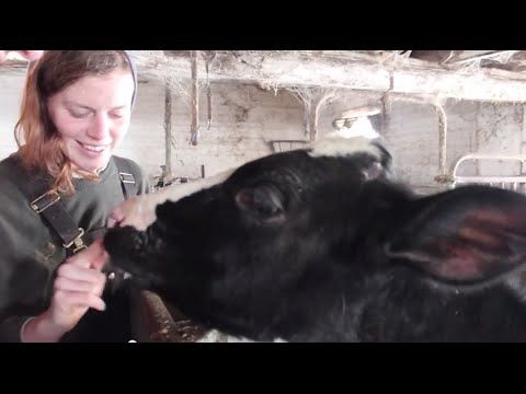 A New Generation of Dairy Farmers