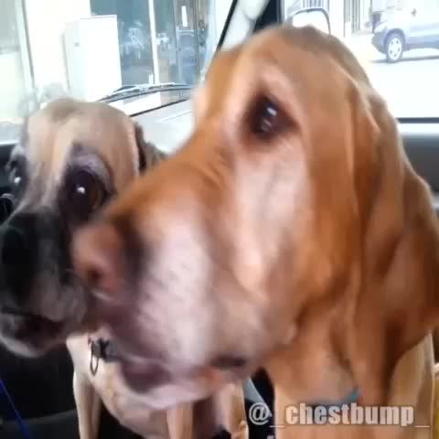 Damn it, Cooper... 🐶🍦