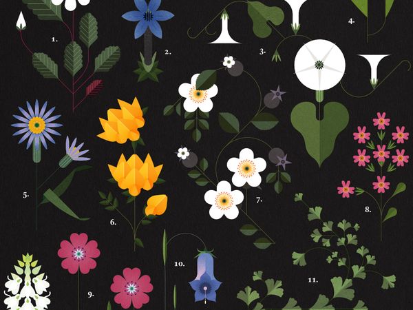 Botanicals by Folio Illustration Agency | Dribbble | Dribbble