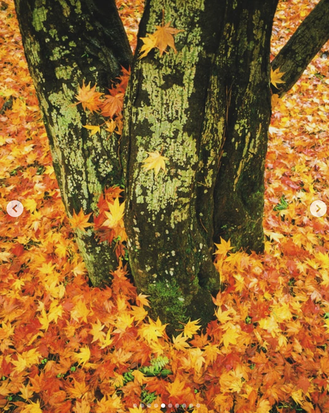 Screenshot 2024-11-28 at 21.35.50