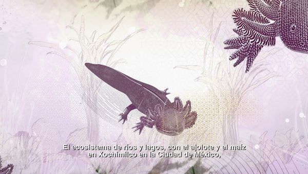 Billete de 50 pesos de la familia G - ecosistema de ríos y lagos