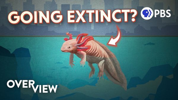 Can We Save Mexico City's Famous Axolotls?