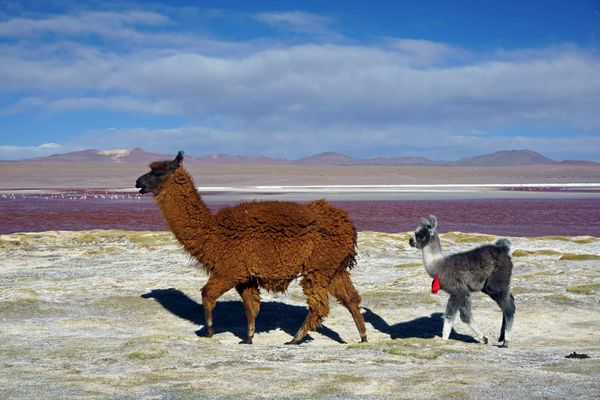 Lama_glama_Laguna_Colorada_2