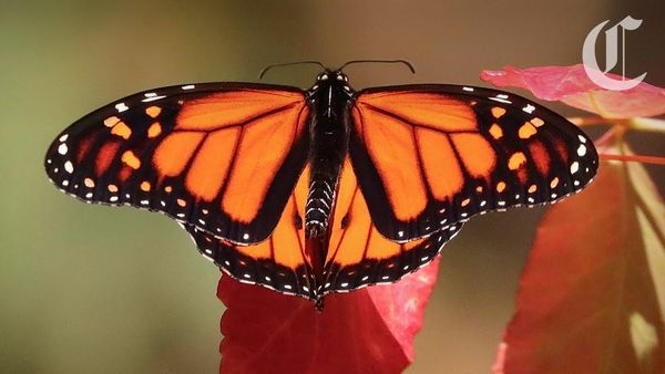 Monarch butterfly conservation highlighted during Día de los Muertos