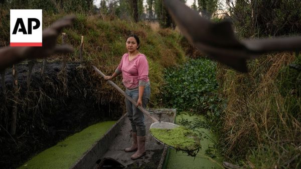 Women in Mexico protect ancient Aztec farms and save a vanishing ecosystem