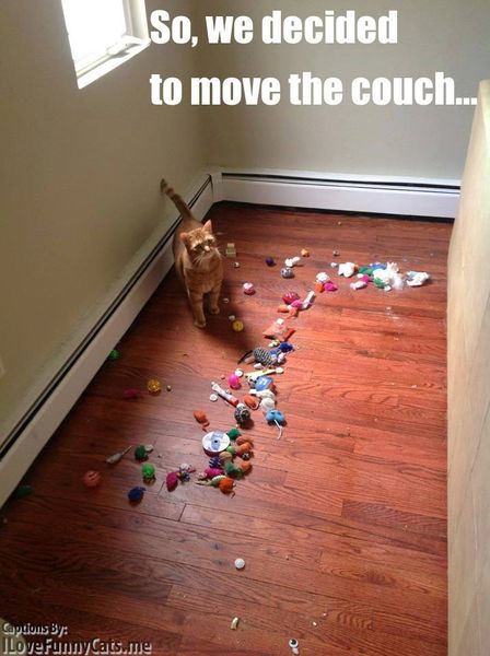 ...and found kitteh's treasure