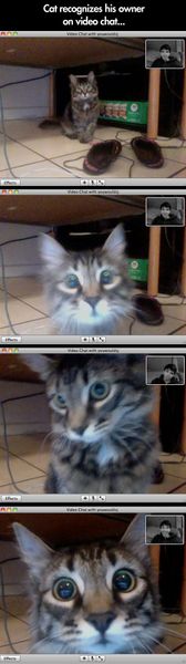 Cat recognizes owner on video chat